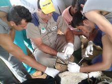 cirurgia veterinaria 2