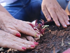 horta ecologica 5
